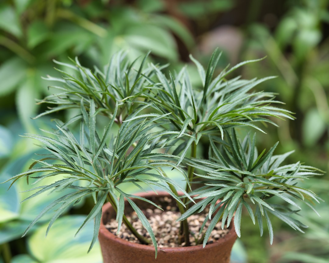 クリスマスローズの原種（H.ムルチフィダス・ヘルツェゴヴィヌス