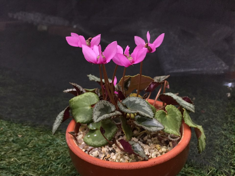 原種シクラメンコルチカム｜園芸日記byマンダル｜みんなの趣味の園芸