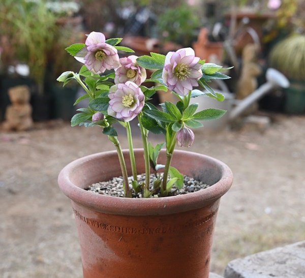 ダブルのプチドール｜園芸日記by有島 薫｜みんなの趣味の園芸｜773682