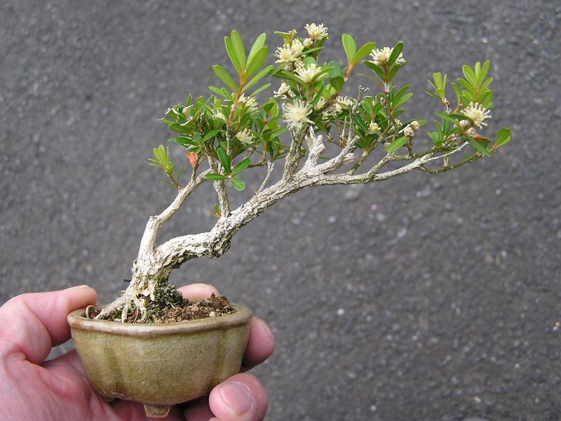 ミニ盆栽・台湾ツゲ｜園芸日記byたっちゃん｜みんなの趣味の園芸｜793300