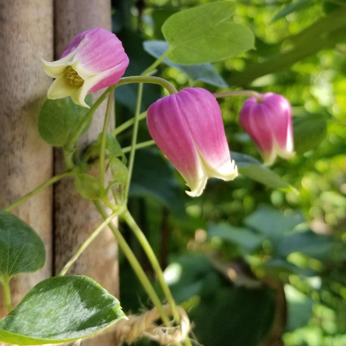 実生苗からの初花クレマチス「パーシーカラー」｜園芸日記byhanura