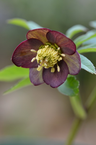 クリスマスローズの原種（H.アトロルーベンス）｜園芸日記by野々口稔