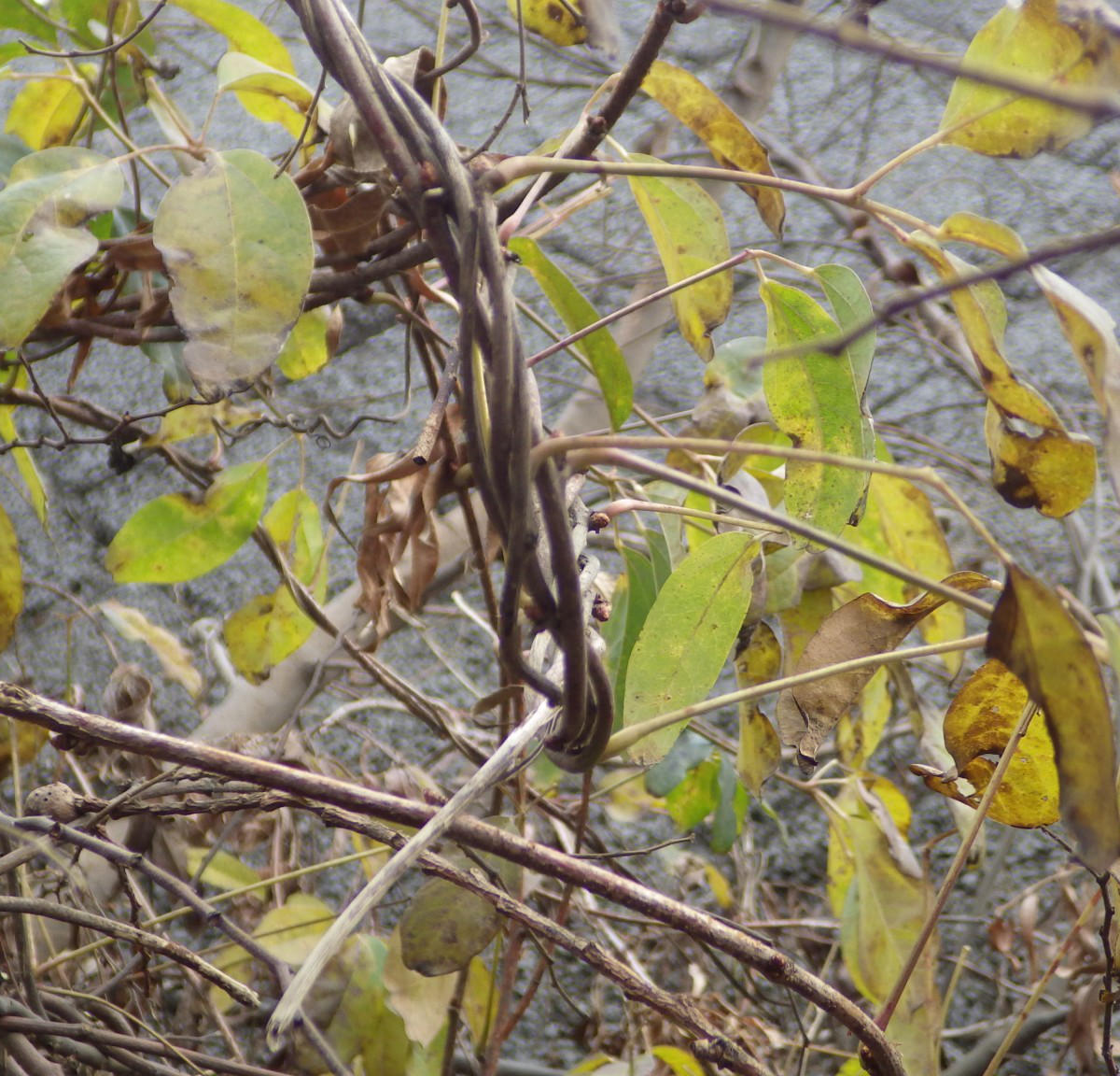 アケビの蔓を採る｜園芸日記byお散歩カメ吉｜みんなの趣味の園芸｜199126