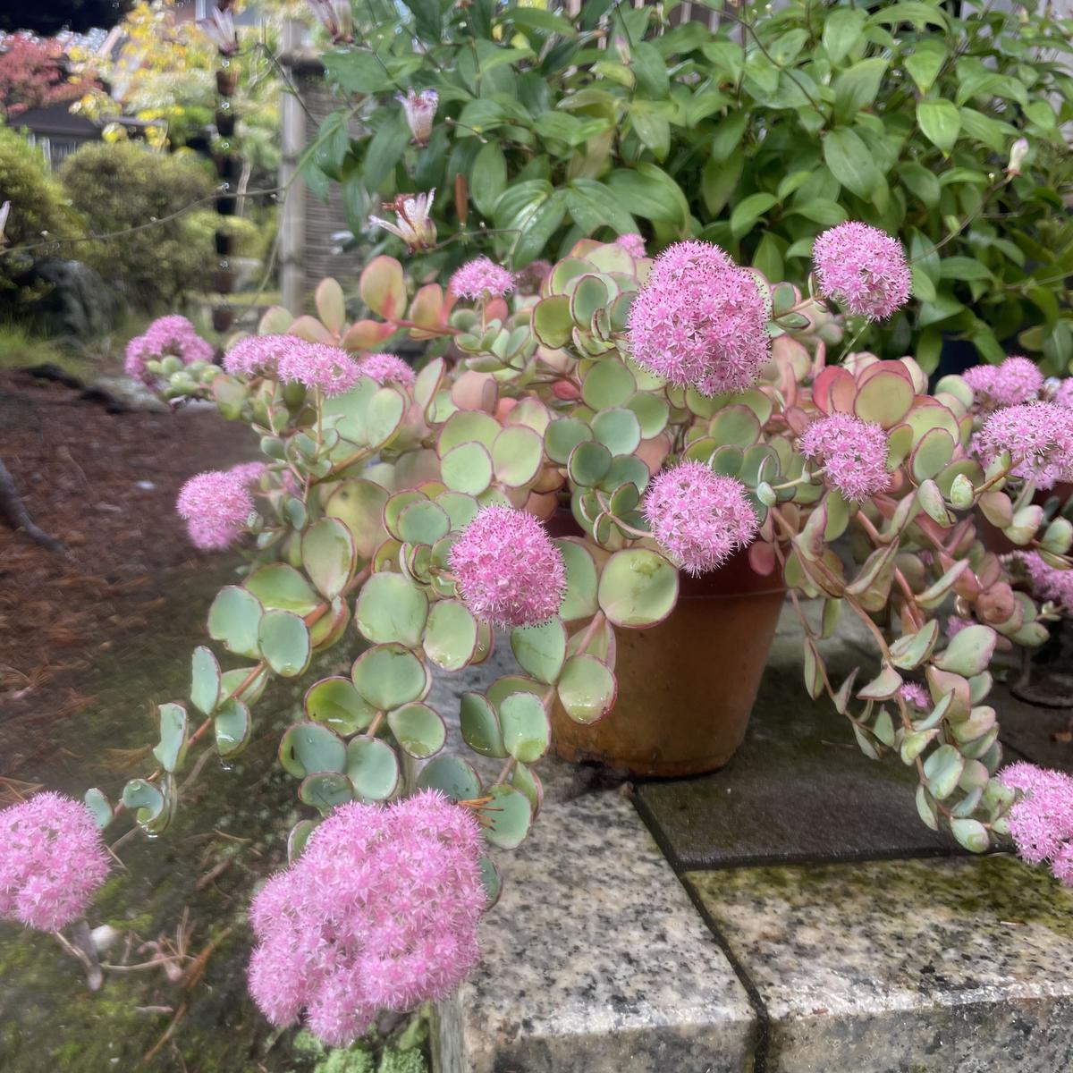 img_cache_d_1011945_1_16665745