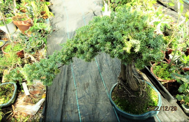 冬の古木盆栽『杜松（ネズ）』｜園芸日記bymeika｜みんなの趣味の園芸