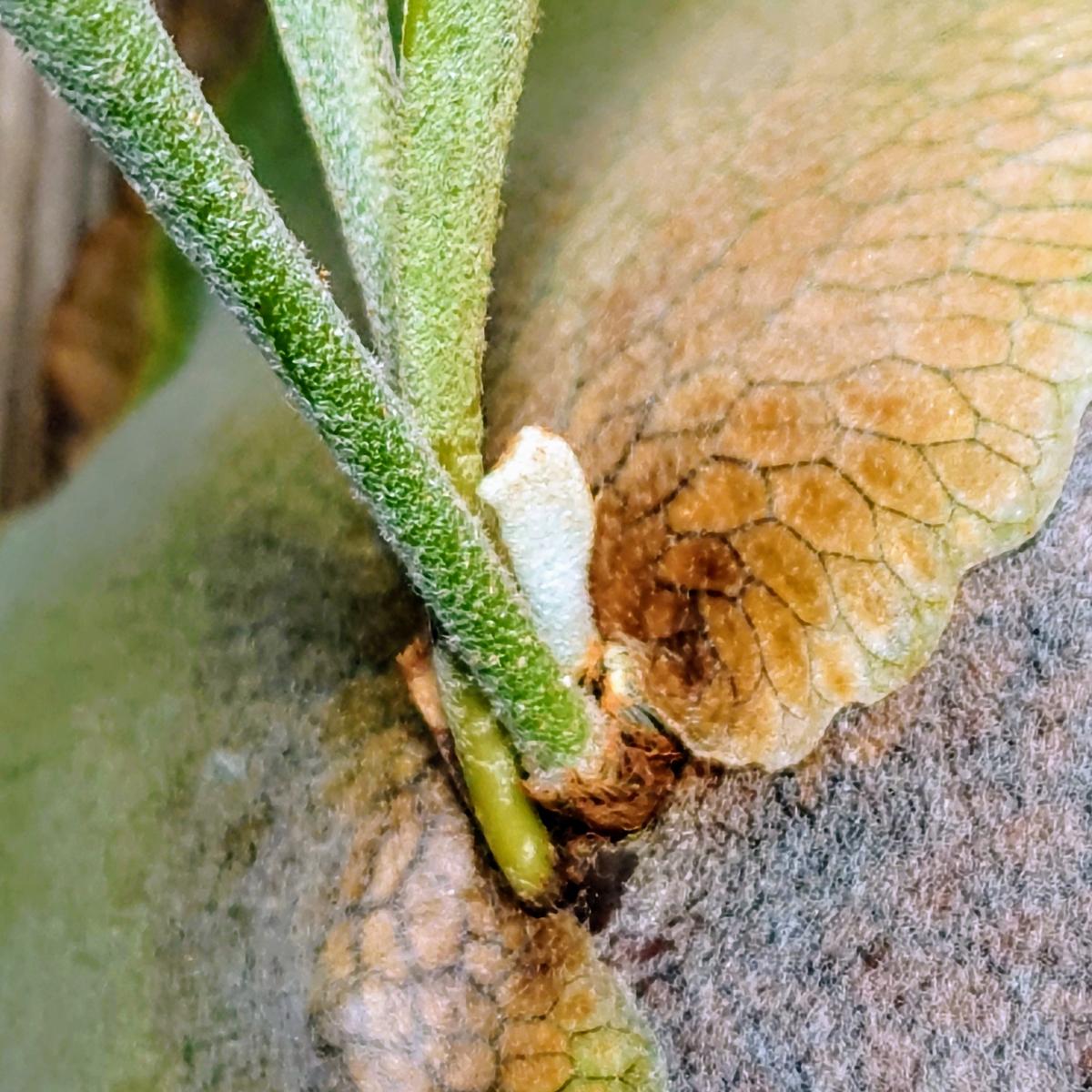 ビカクシダ胞子培養W5xdiversifoliumさん、胞子葉出る！｜園芸日記