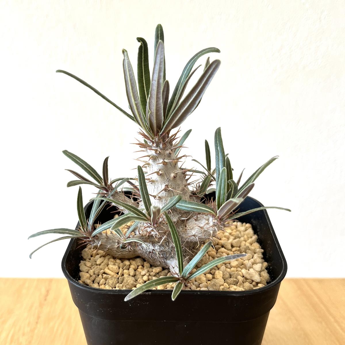 ある日いきなり塊根植物にハマる（3）グラキリス｜園芸日記byumecom