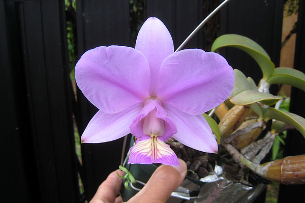 ミニカトレア/ノビリオール｜園芸日記byzorovivi｜みんなの趣味の園芸