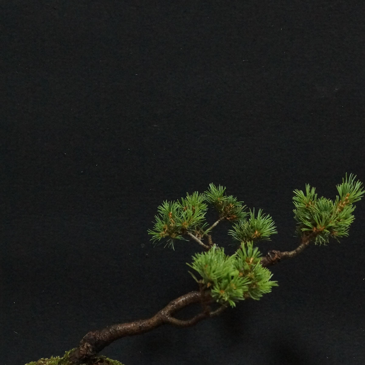 盆栽 八房五葉松「九重」｜園芸日記byFLOWERMAN｜みんなの趣味の園芸