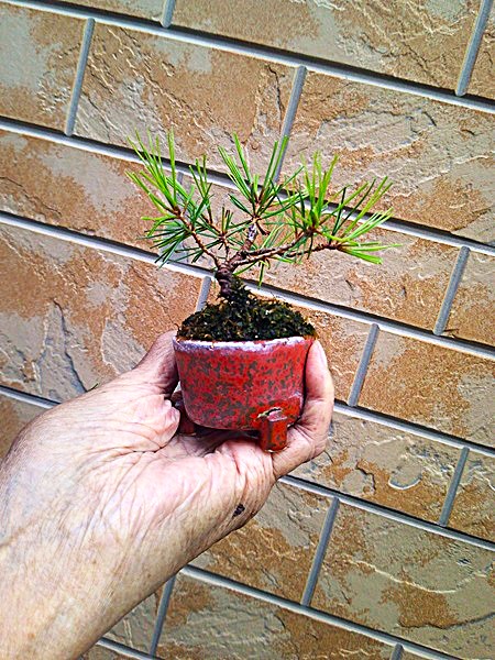 実生から9年生『赤松』｜園芸日記bymeika｜みんなの趣味の園芸｜1234590