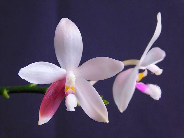 胡蝶蘭原種 テトラピス C1 開花｜園芸日記byネカタ｜みんなの趣味の