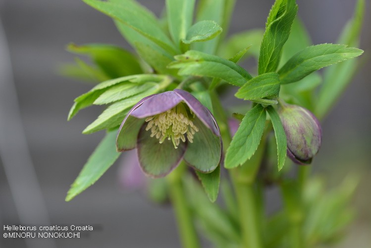 クリスマスローズの原種（H.クロアチクス）｜園芸日記by野々口稔