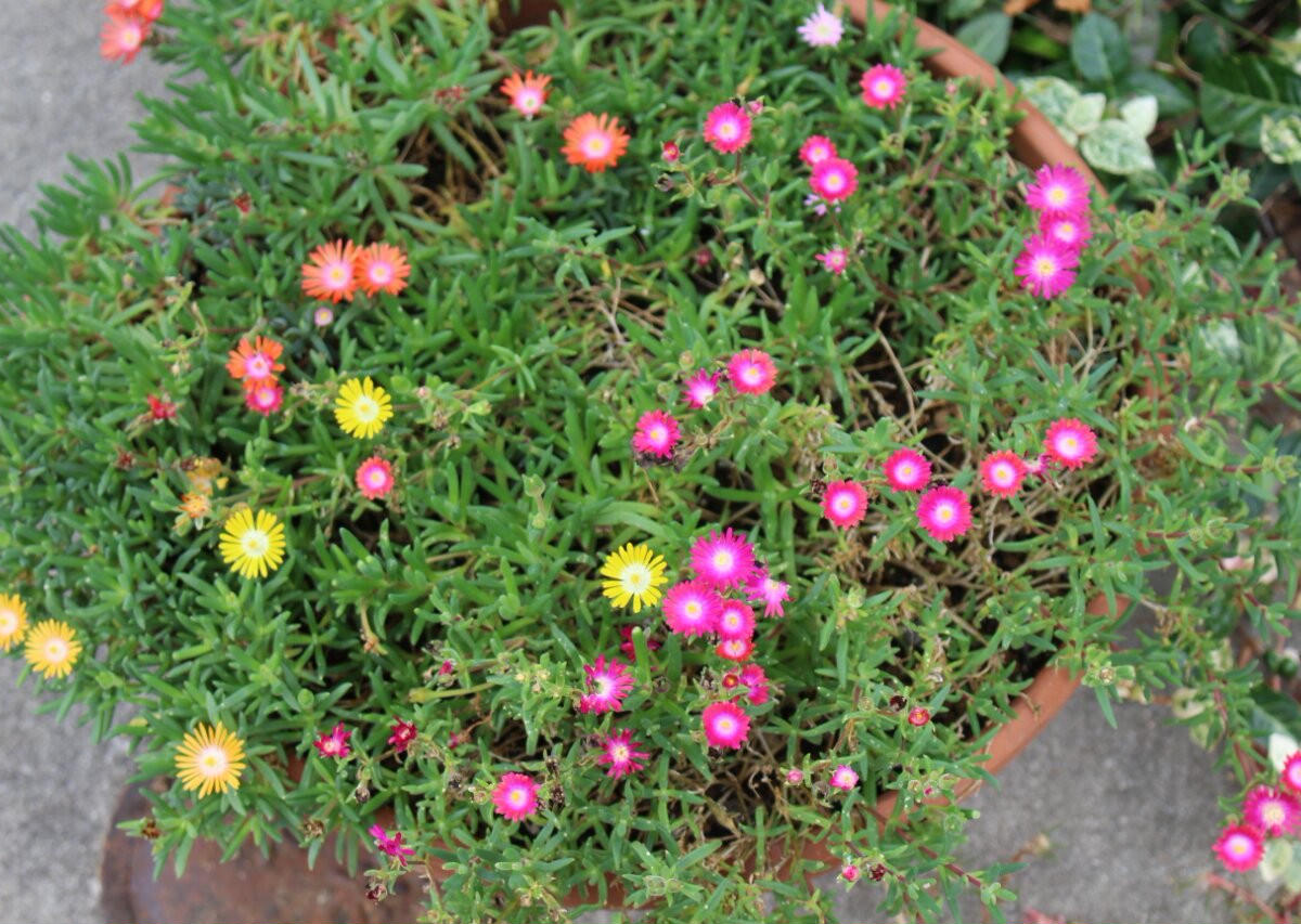 img_cache_d_339549_1_147721248