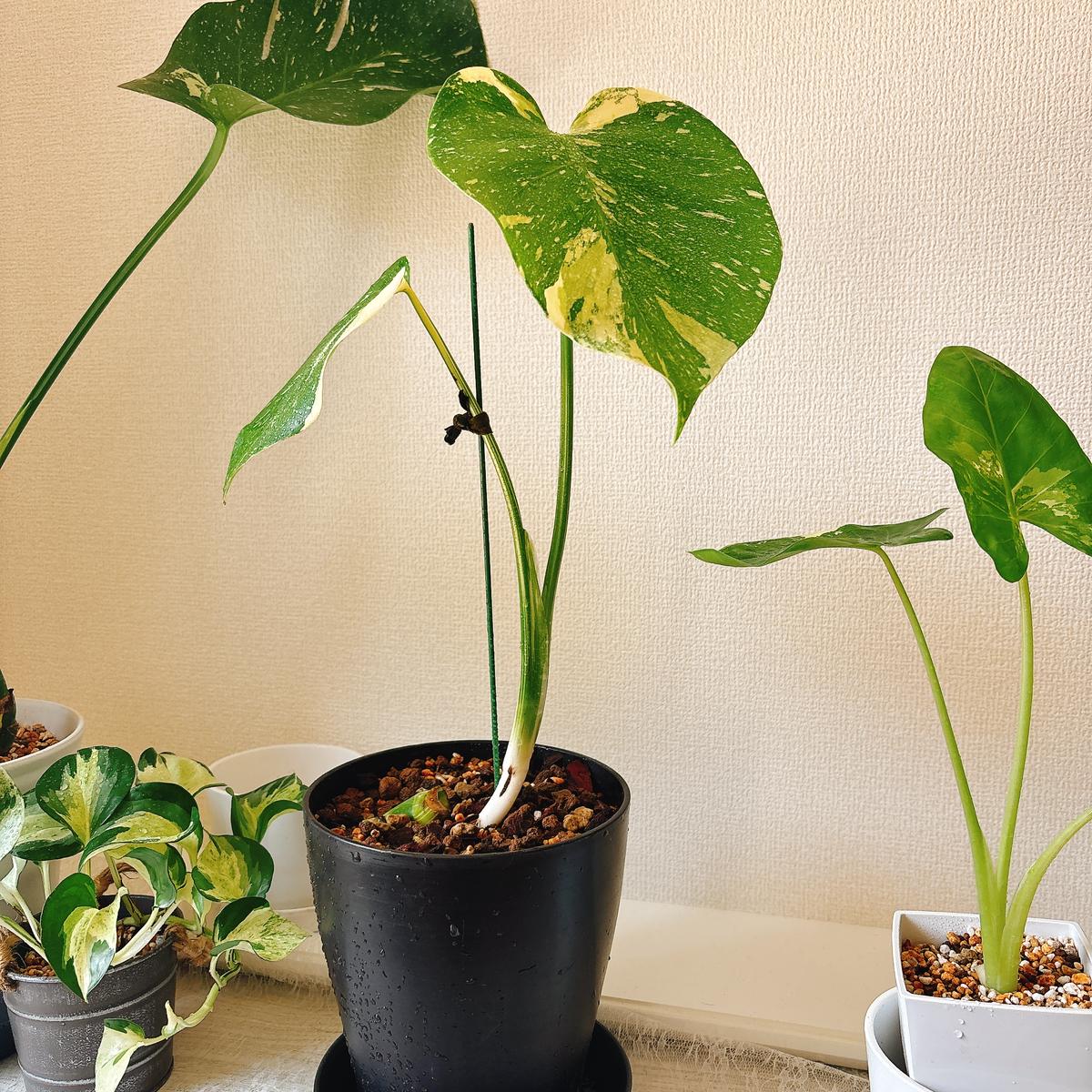 モンステラ・タイコンステレーションをお迎えしました。お迎え