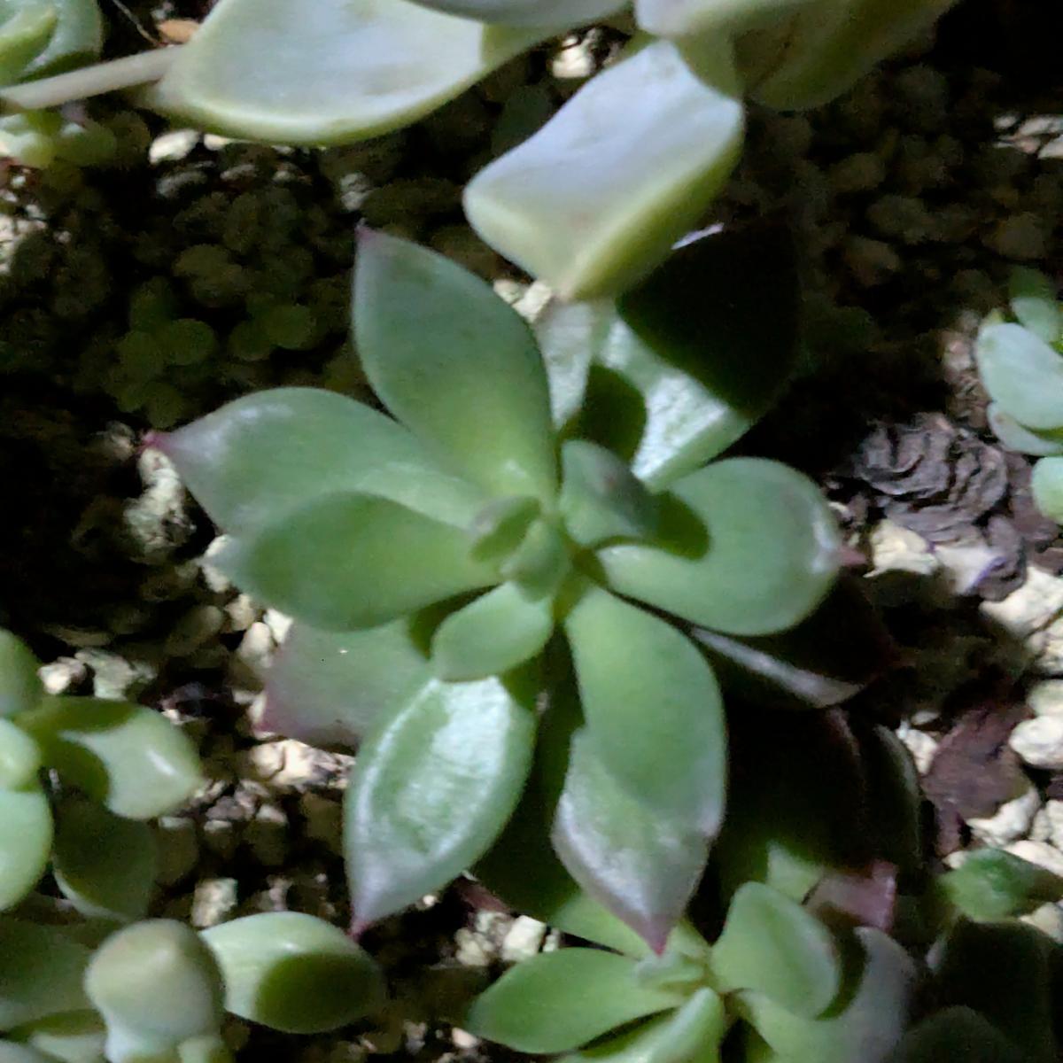 葉挿しをして大きくなったのですが、名前がわからずわかる方い