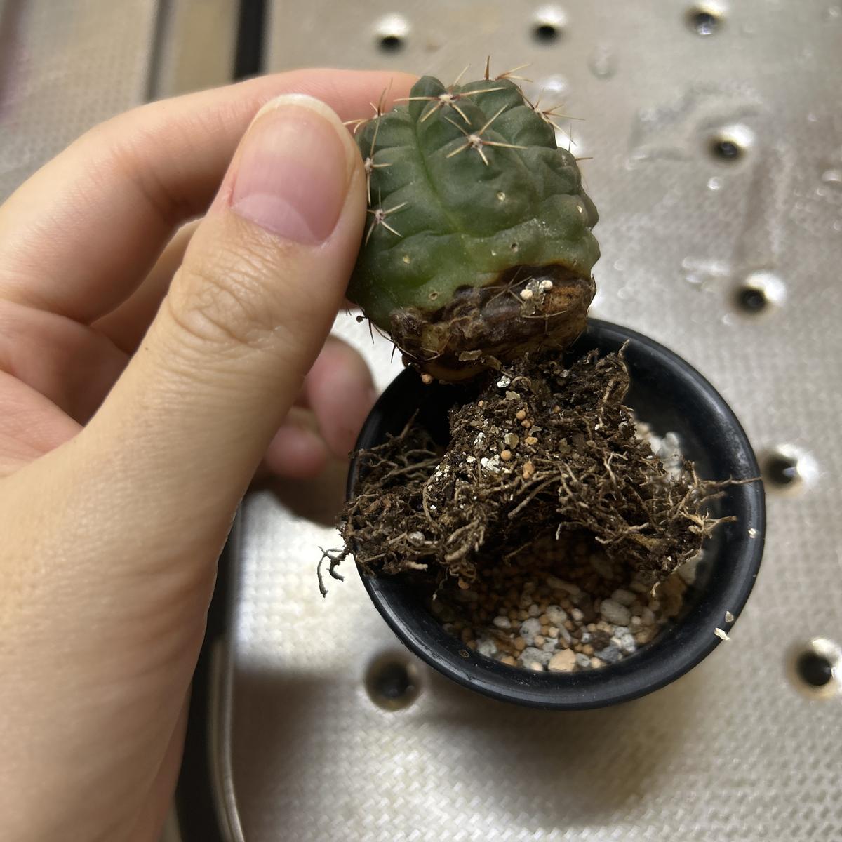 サボテンがふよふよしてるなと思い掘り起こしたら根元が黒くな