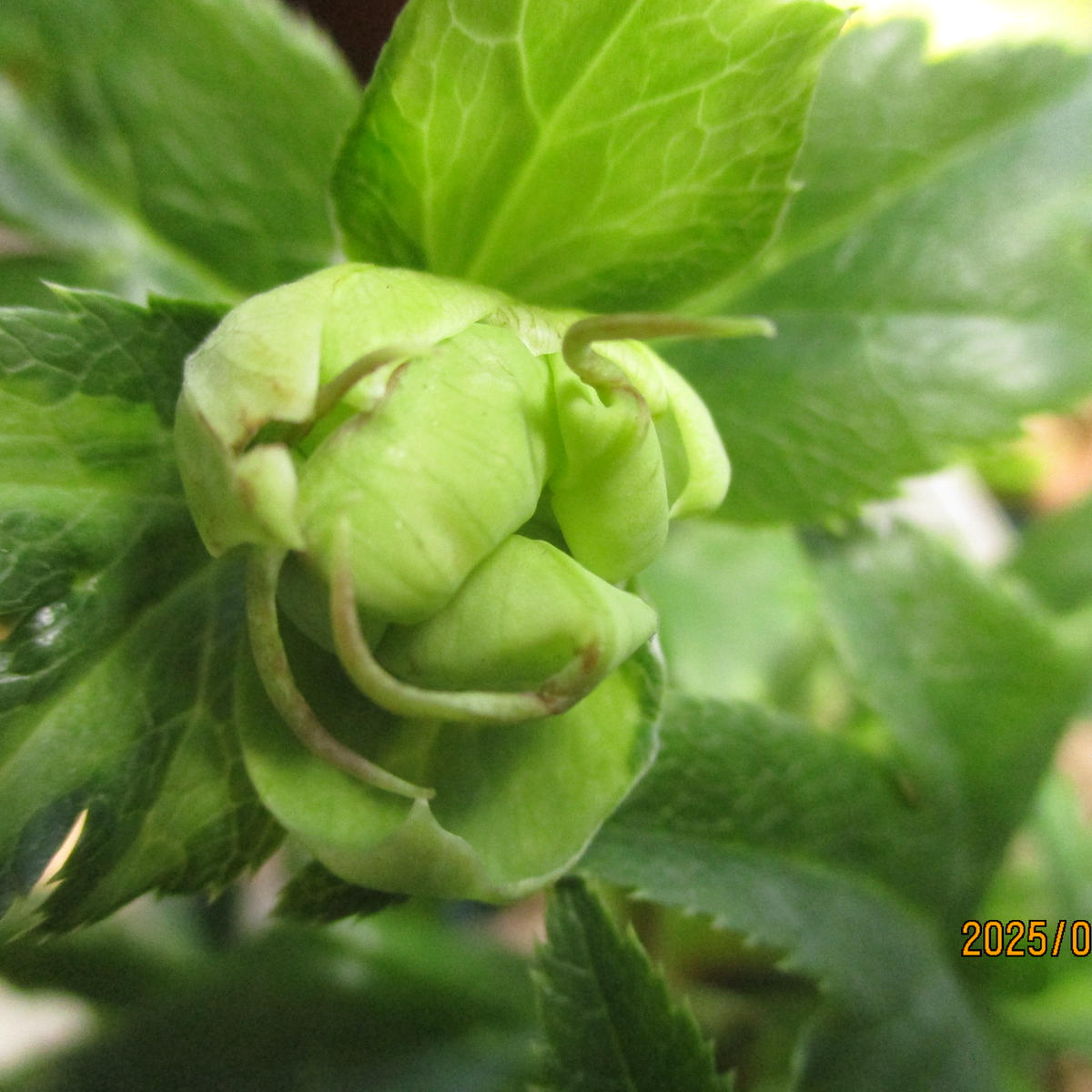 img_cache_q_42048_1_1739272889