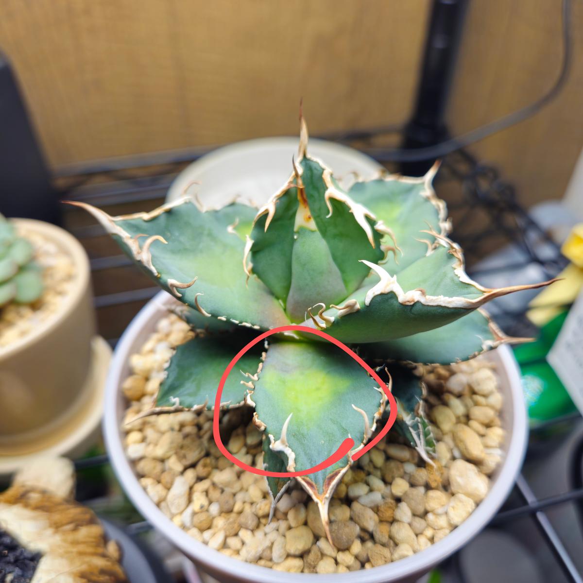 アガベのチタノタについてです。半年ぐらい前に子株で購入し｜園芸