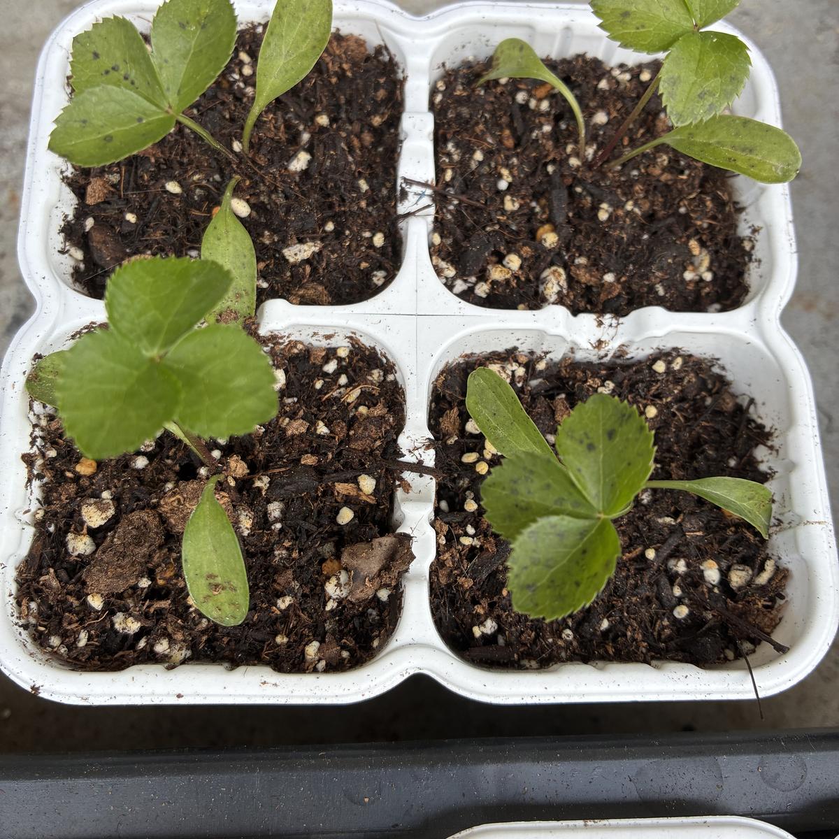 今年発芽したクリスマスローズの苗です。先日植え替えたばかり