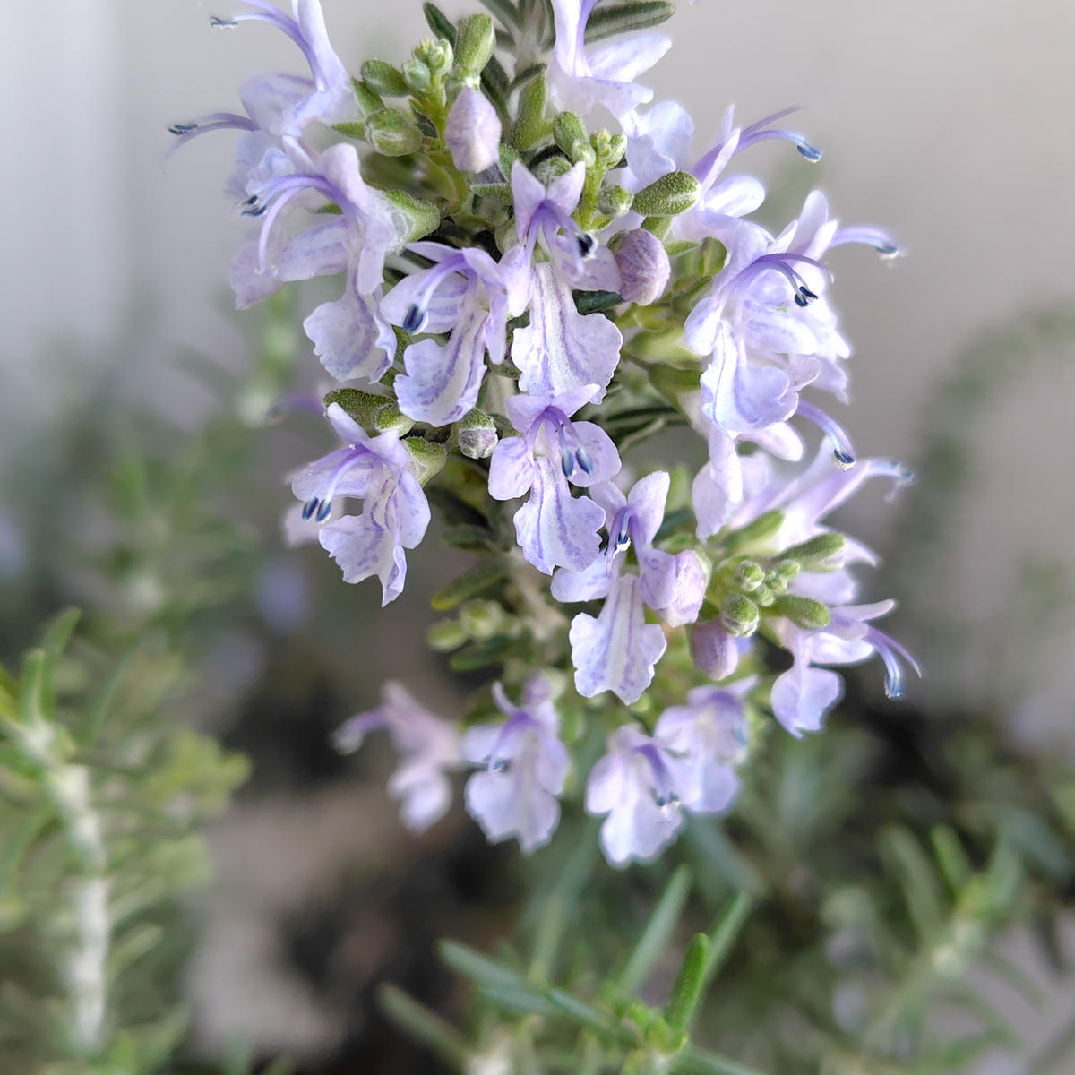 実家の庭から挿し木で増やしたローズマリーの品種について調べ