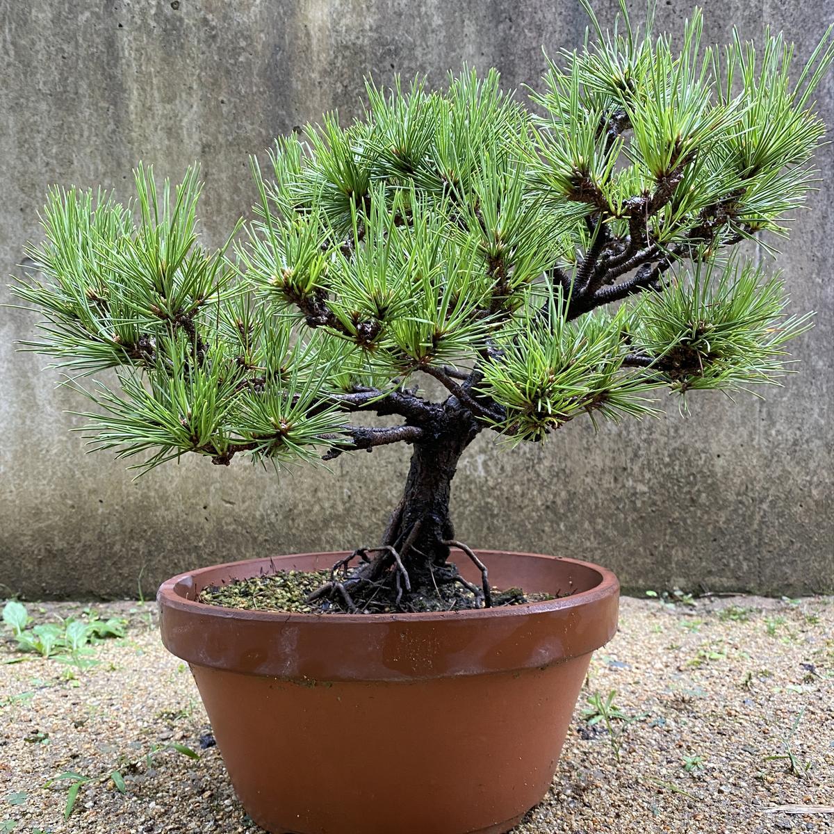 黒松について質問です。10年は経っていると思われる黒松で、父