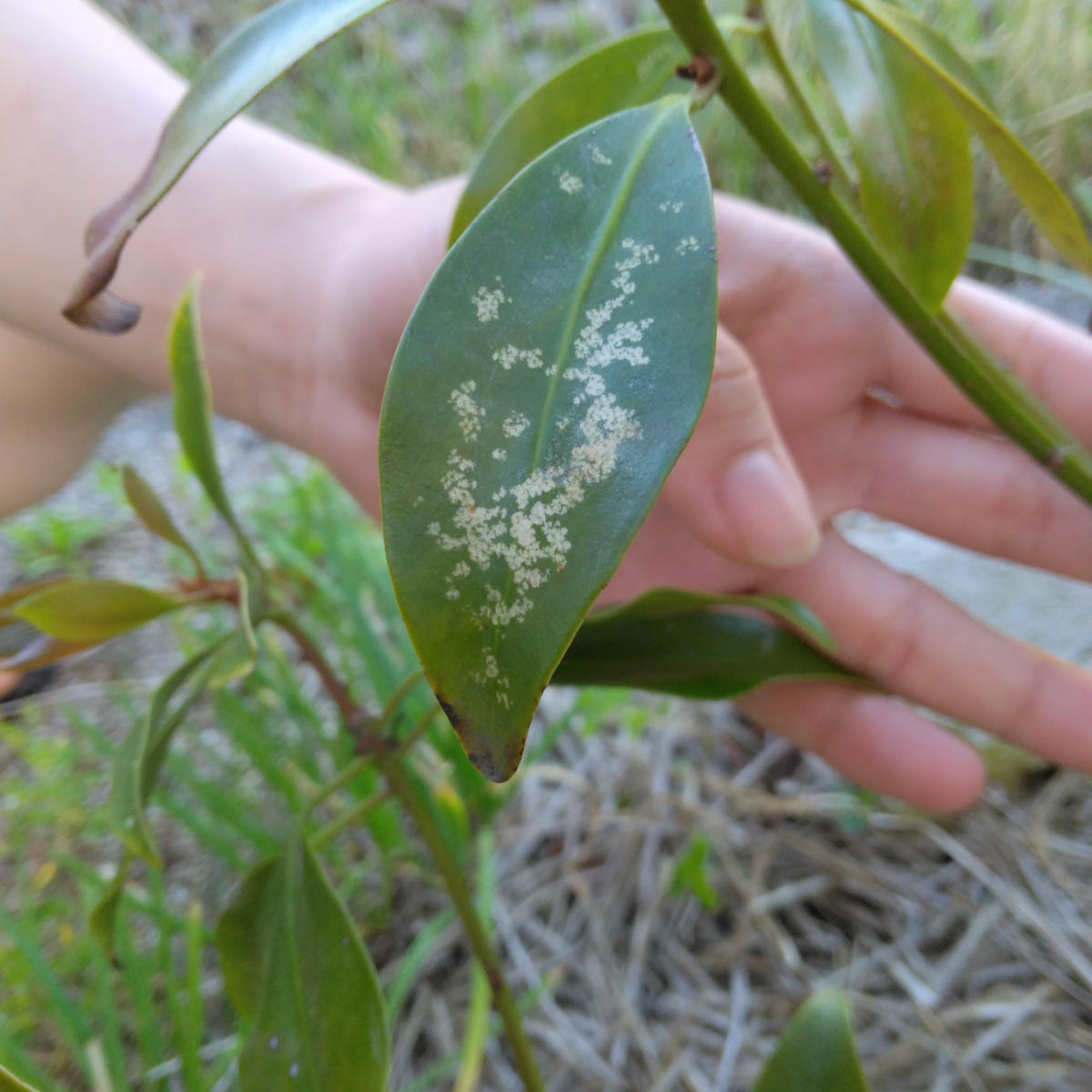 img_cache_q_35092_1_1715820243