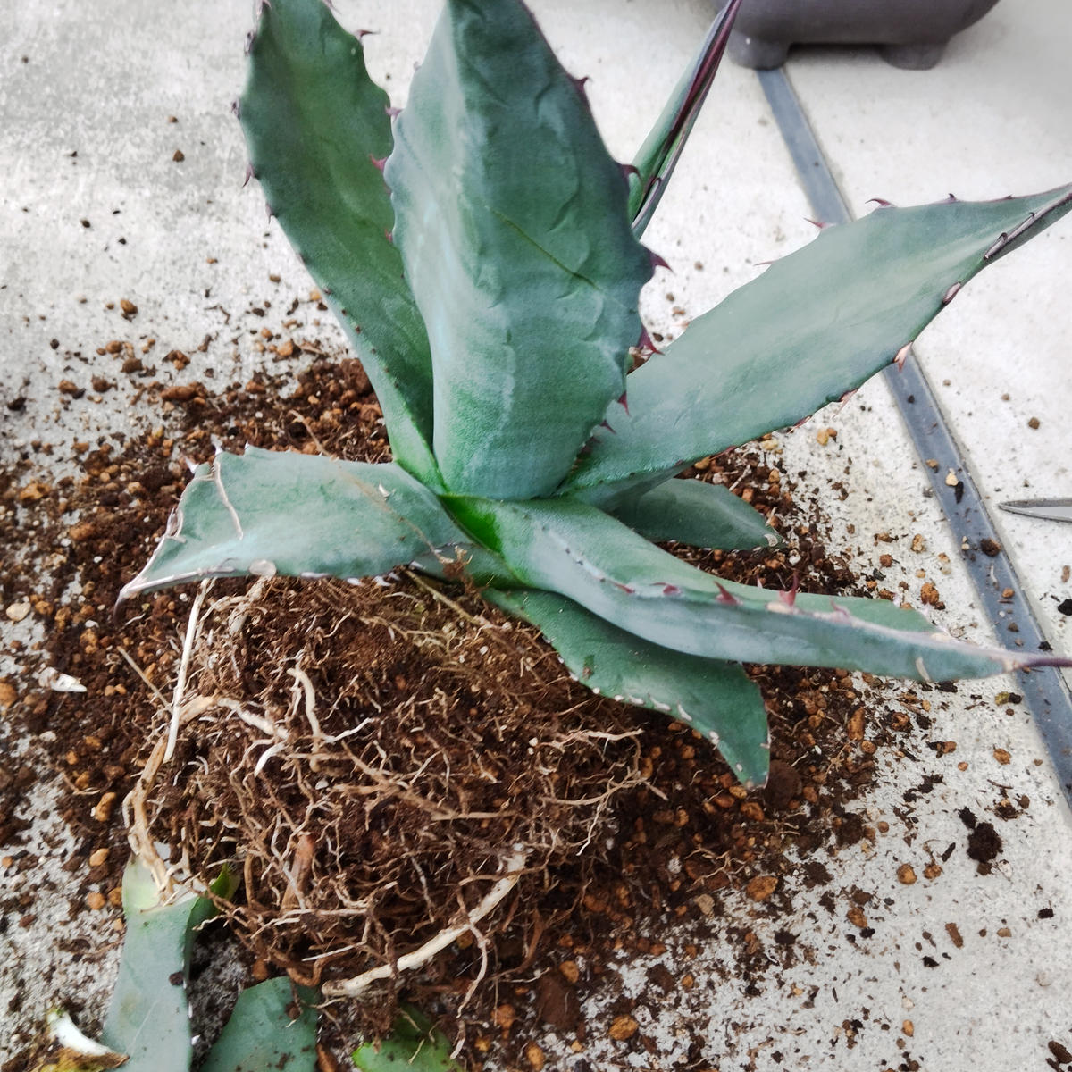 img_cache_q_37711_1_1721038450