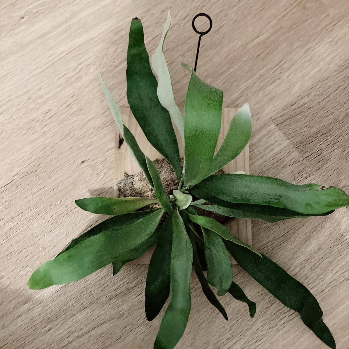 板付ビカクシダの胞子葉の間から貯水葉が生えてきてしまいまし