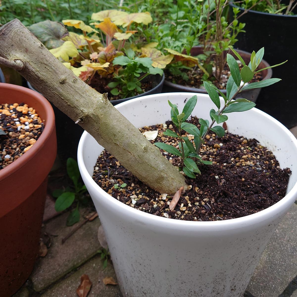 オリーブの太木挿しについて。一昨年、数本の挿し木を作ってい