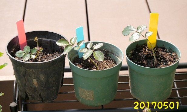 バラを挿し木したけれど・・この子はだあれ｜そだレポ（栽培レポート