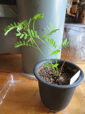 エレファントリザ・ブルキー（塊根）の実生｜そだレポ（栽培レポート