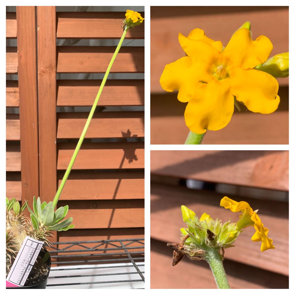 パキポディウム・ブレビカリックス｜そだレポ（栽培レポート）byぽつ