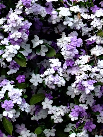 ニオイバンマツリ』はシンボルツリーに！｜そだレポ（栽培レポート