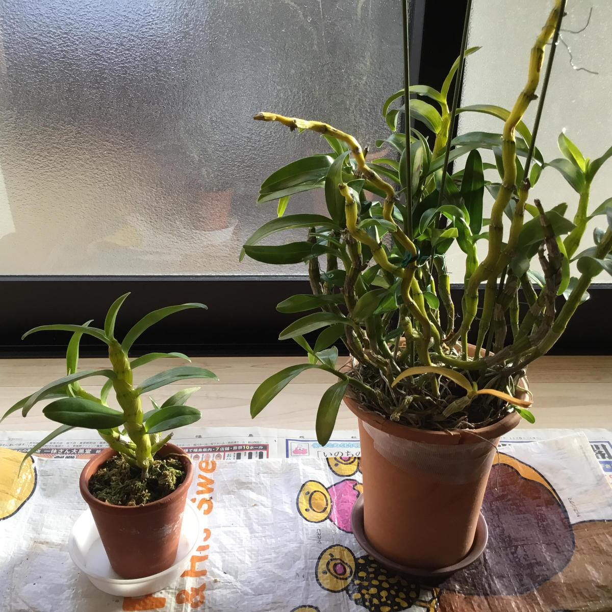 咲くのかな、株分けしたデンドロビューム｜そだレポ（栽培レポート）by