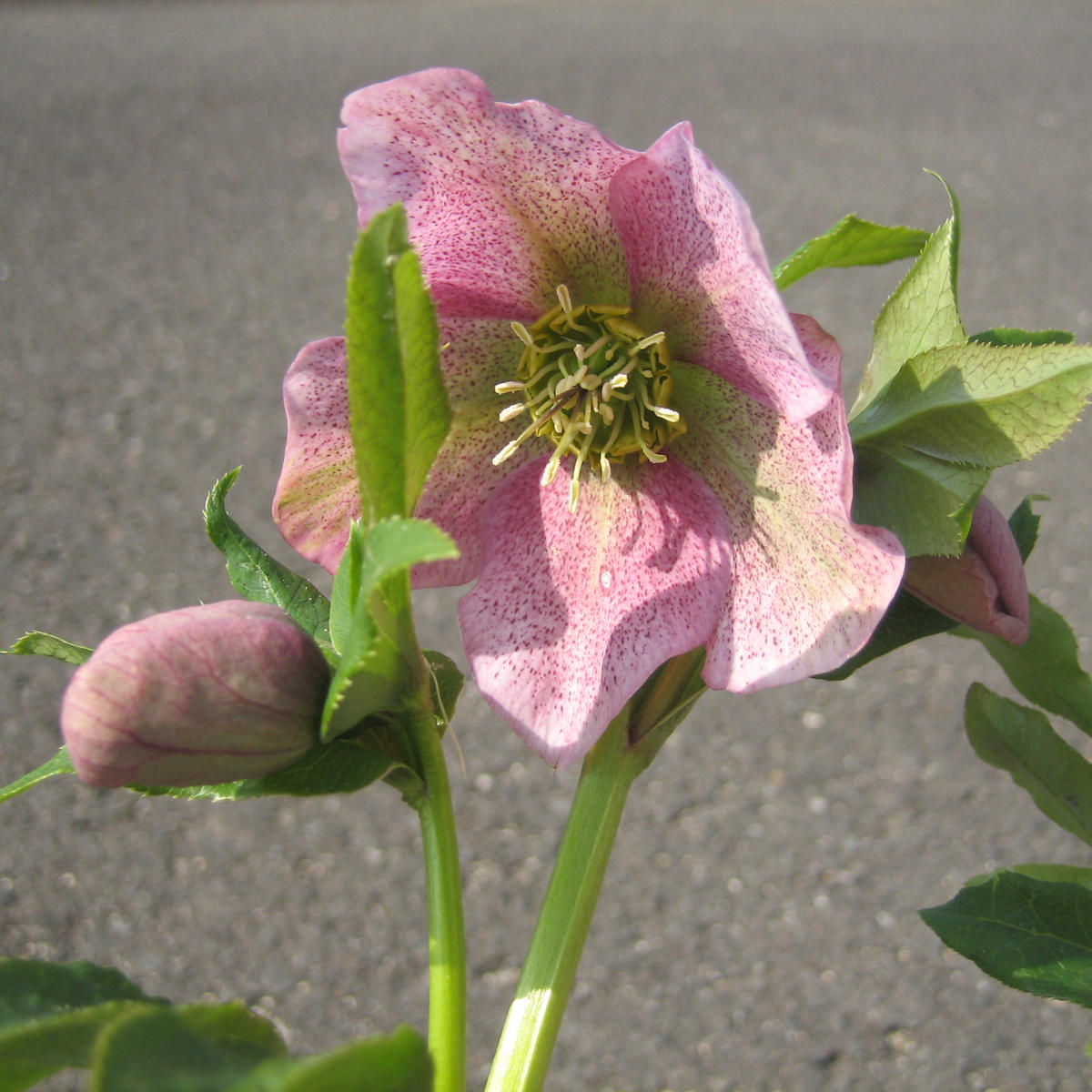 クリスマスローズの種から花を咲かせたい🎵（第二弾）続編｜そだレポ