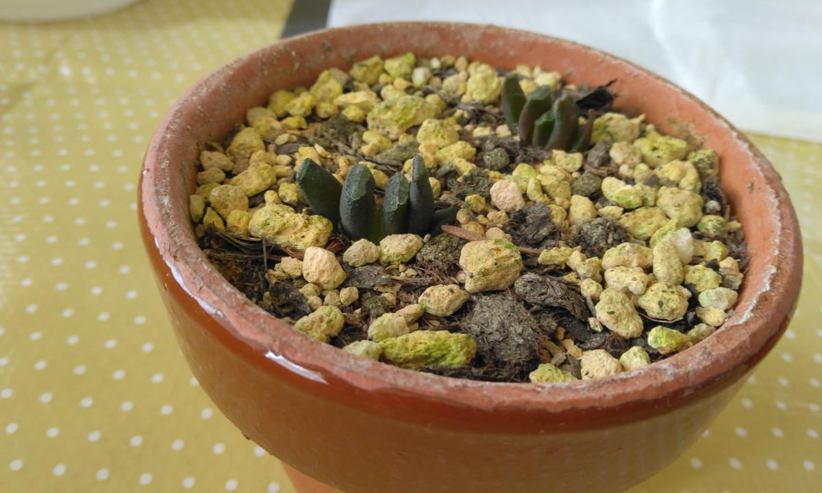 img_cache_r_25988_c_1760574675