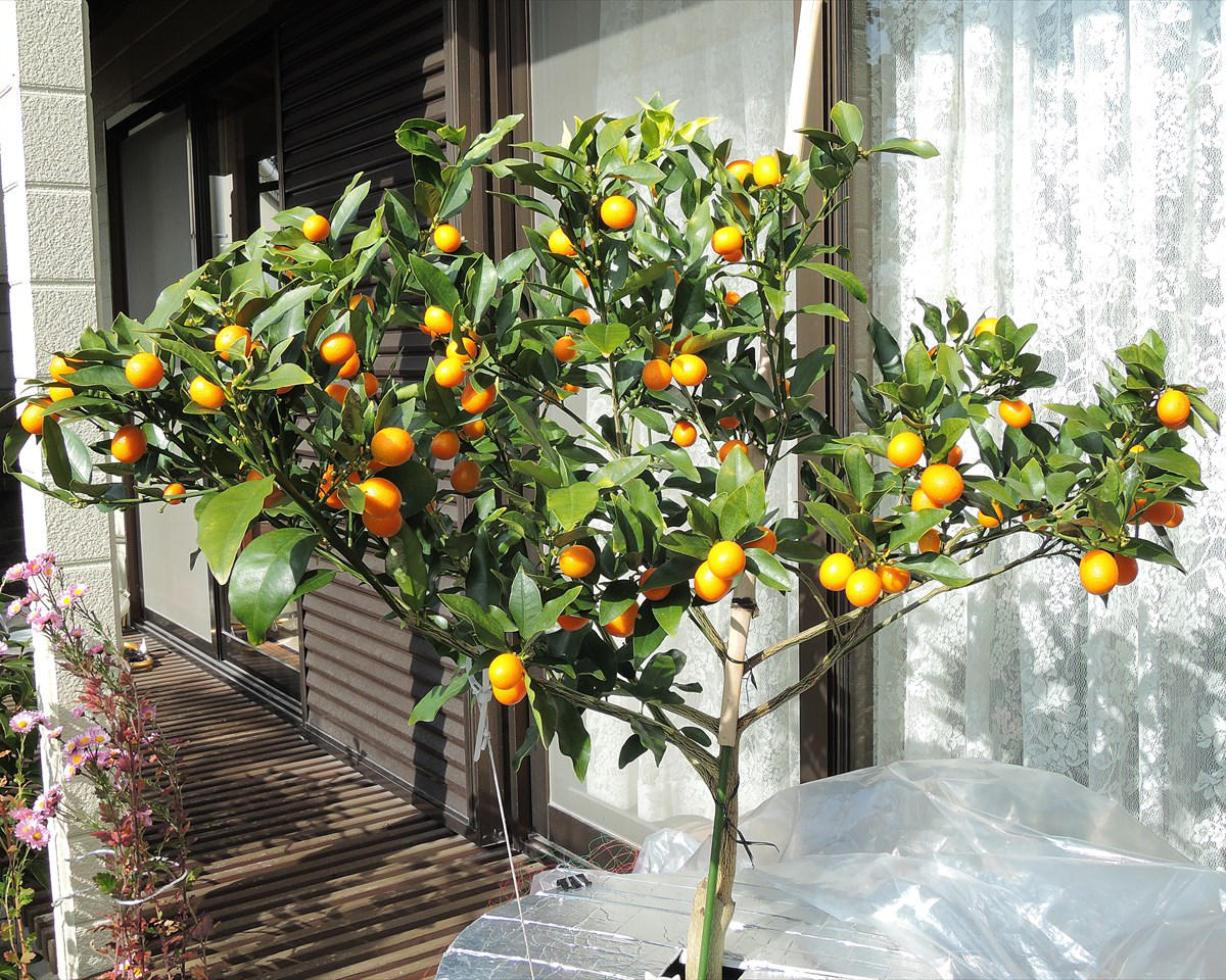 種なし金柑ぷちまる2｜そだレポ（栽培レポート）bysiestite｜みんなの