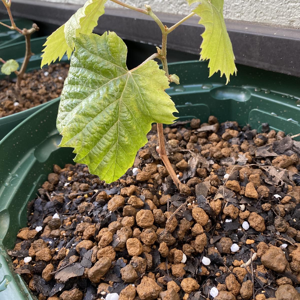 挿し木からのシャインマスカット☺️｜そだレポ（栽培レポート）by趣味