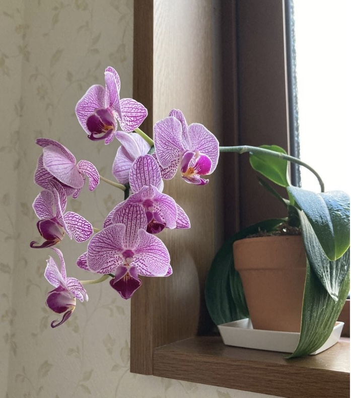 ミニ胡蝶蘭の花茎を水挿し｜そだレポ（栽培レポート）byリンチャム