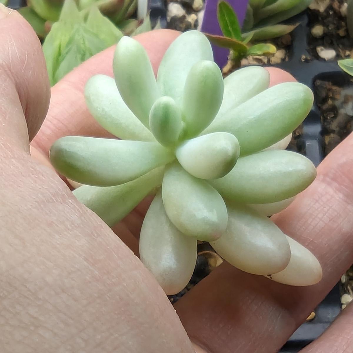 ✲乙女心錦の挿し芽をした(2024.03-2025.05)!｜そだレポ（栽培レポート