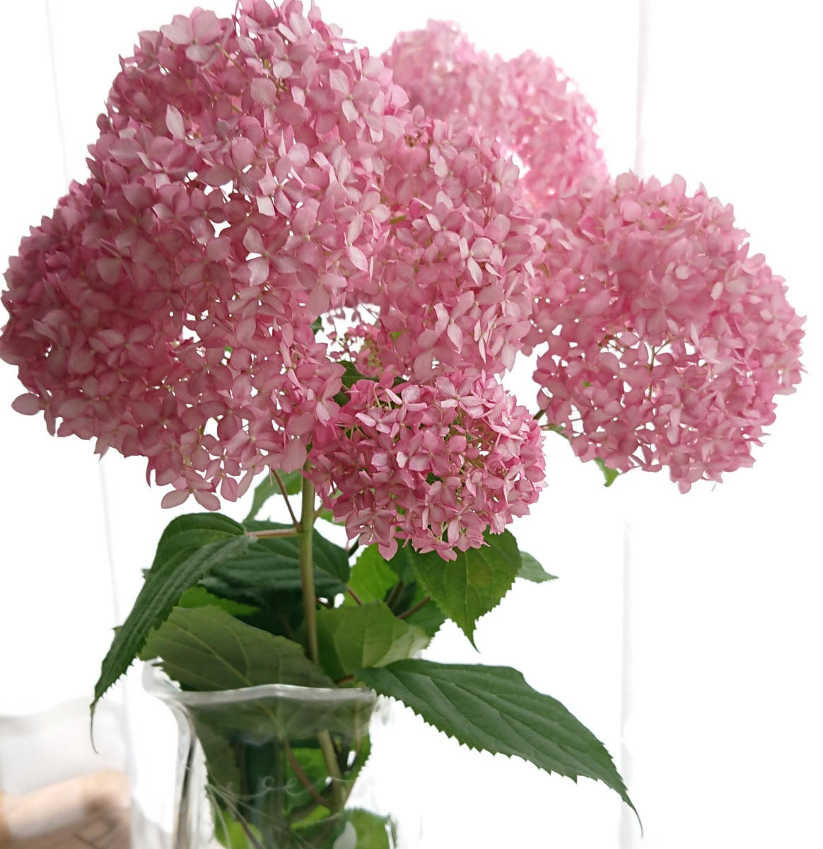 ピンクアナベルの挿し木｜そだレポ（栽培レポート）byべっしー