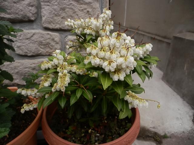 アセビ｜そだレポ（栽培レポート）byAkiharu｜みんなの趣味の園芸