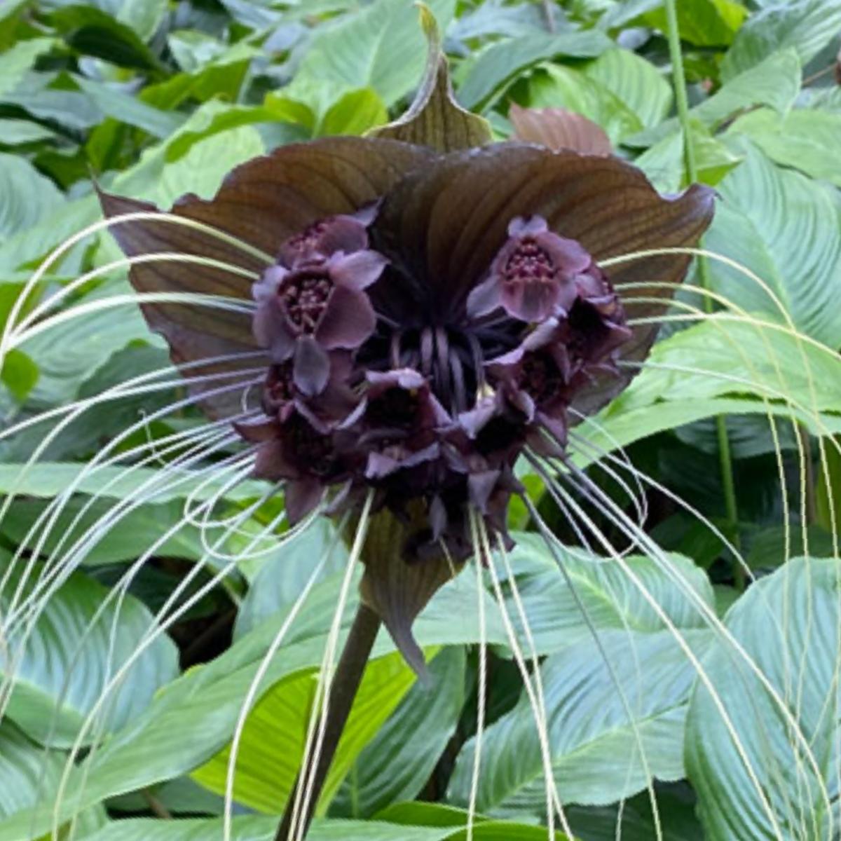 タッカシャントリエリの種まきにチャレンジ❗｜そだレポ（栽培レポート