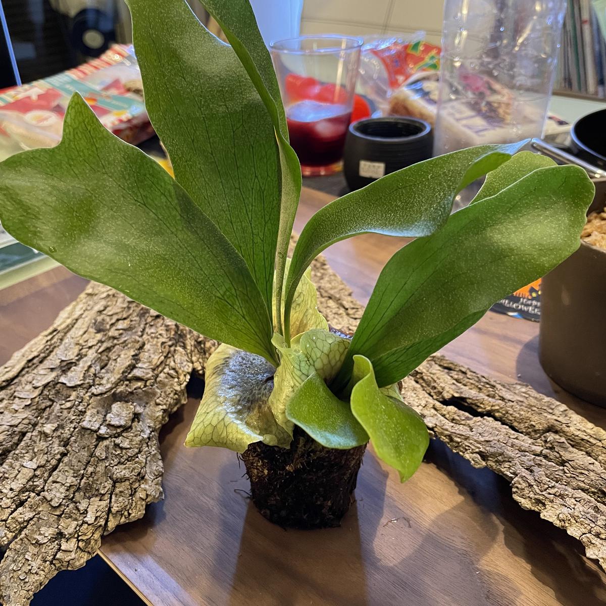 img_cache_r_22548_c_1644233409