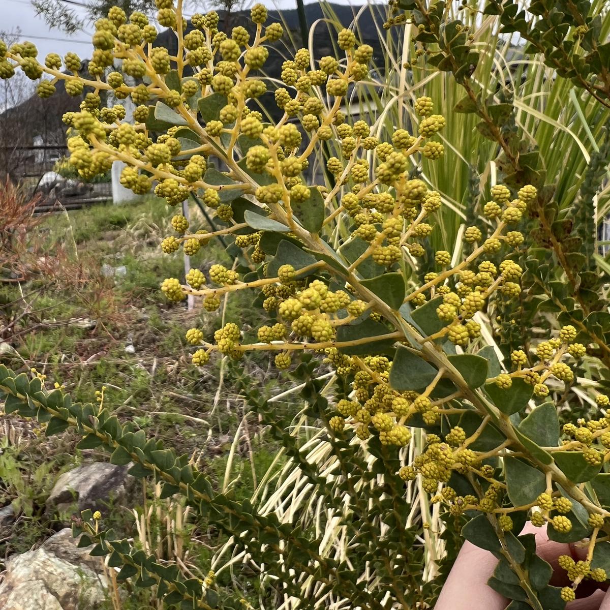 三角葉アカシアを育てよう｜そだレポ（栽培レポート）byまサプリ