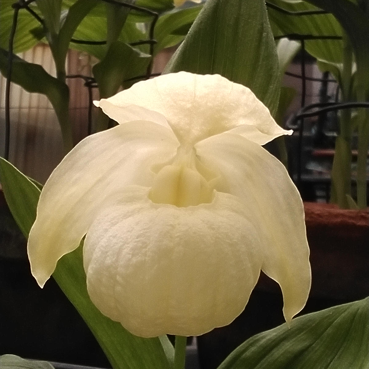 レブンアツモリソウ本当にこれで栽培してます。｜そだレポ（栽培