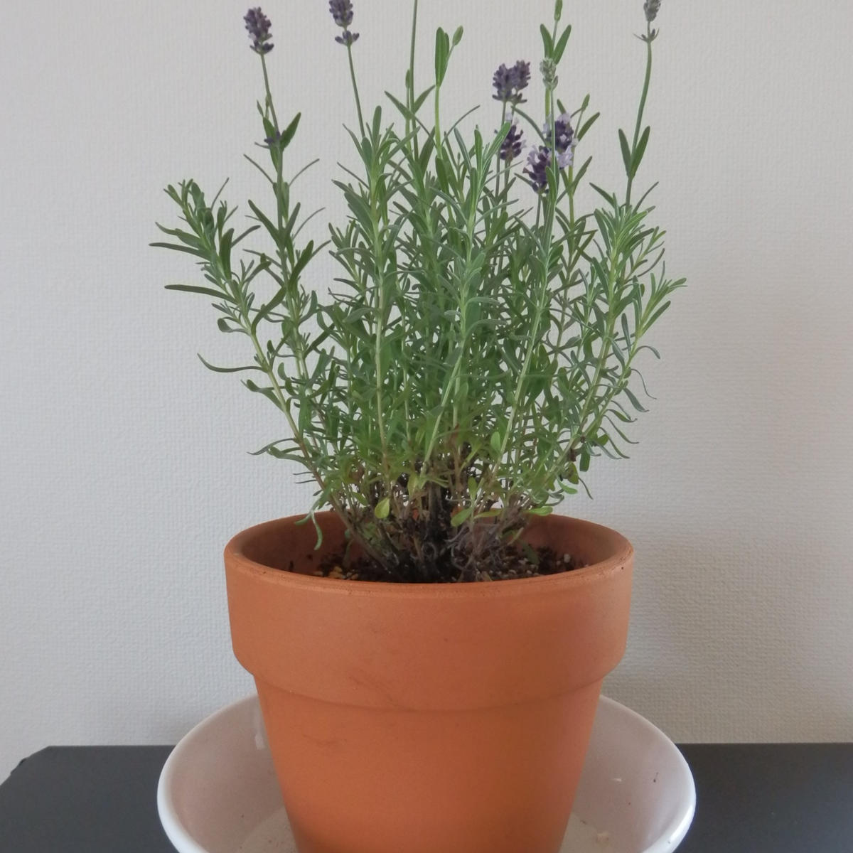 イングリッシュラベンダーの挿し木｜そだレポ（栽培レポート）by