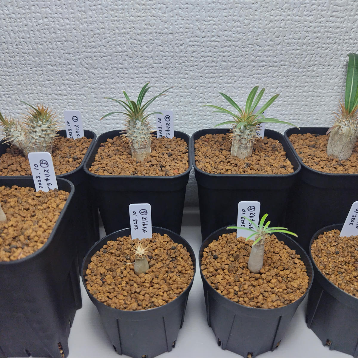 グラキリス 実生 2023｜そだレポ（栽培レポート）byまんどれいく