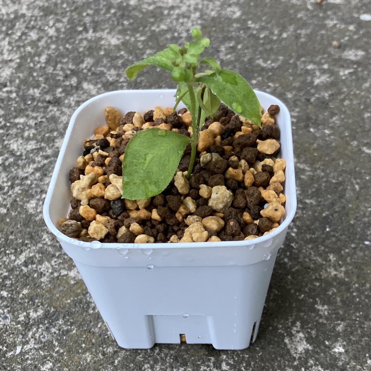 img_cache_r_33053_c_1727605902