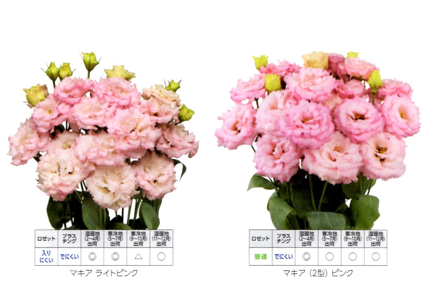 営利用トルコギキョウ（ユーストマ）種子】サカタのタネ 切り花用品種